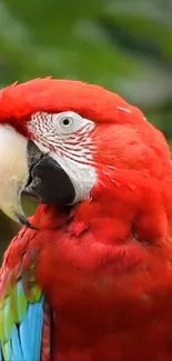 Close-up of a vibrant red parrot in lush green surroundings.