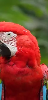 Bird Vertebrate Parrot Live Wallpaper