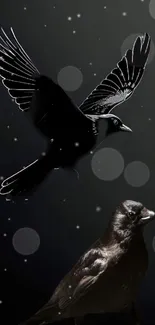 Bird Vertebrate Sky Live Wallpaper