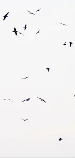 Bird Wing Bird Migration Live Wallpaper