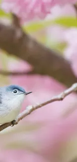 Bird Wood Beak Live Wallpaper