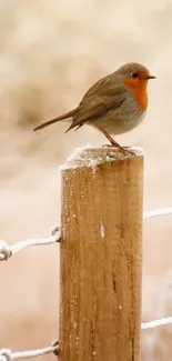 Bird Wood Branch Live Wallpaper