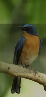 Bird Wood Terrestrial Animal Live Wallpaper