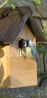 Blue tit perched on a wooden birdhouse.