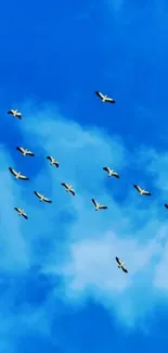 Birds flying in a clear blue sky wallpaper.