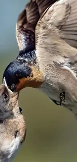 Close-up image of two birds feeding in mid-flight.