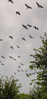 Birds flying over green trees under a cloudy sky.