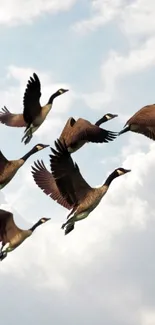 Flock of birds flying against a cloudy sky background.