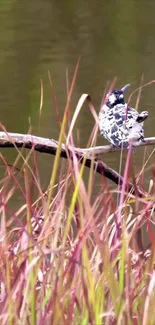 Monochrome birds perched on a branch among tall grass against a green backdrop.