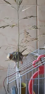 Two birds perched on a decorative cage.