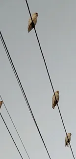 Four birds perched on electric wires with a light gray sky.