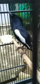 Black and white bird perched in a cage with natural background.