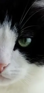 Close-up of a black and white cat with green eyes, perfect for wallpaper use.