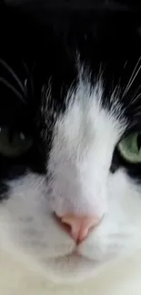 Close-up of black and white cat with green eyes, soft fur.