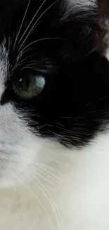 Close-up of a black and white cat's face with green eye.