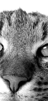 Black and white close-up of a cat's intense gaze, showcasing detailed fur.