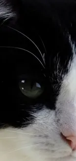 Close-up of a black and white cat with intricate fur details.