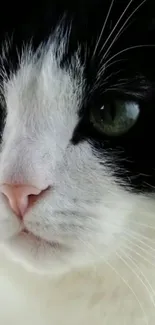 Close-up of a black and white cat with green eyes.