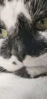 Close-up of a black and white cat with striking green eyes.