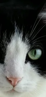 Close-up of a black and white cat with green eyes.