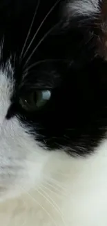 Close-up of a black and white cat with striking eyes and detailed features.