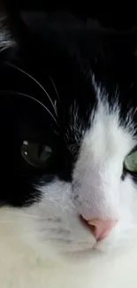 Close-up of a black and white cat with green eyes for mobile wallpaper.