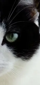Close-up of a black and white cat with green eyes for mobile wallpaper.