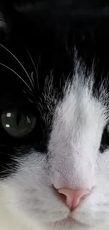 Close-up of black and white cat with green eyes, mobile wallpaper.