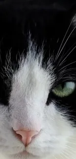 Close-up of a black and white cat with striking green eyes.