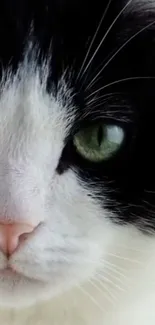 Closeup of a black and white cat's face with green eyes.