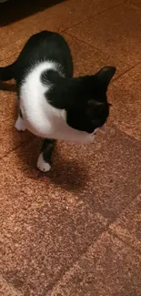 Black and white cat standing on a brown textured floor.