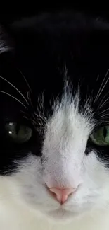 Mobile wallpaper featuring a close-up of a black and white cat with green eyes.