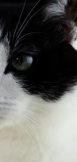 Black and white cat portrait close-up with green eyes.