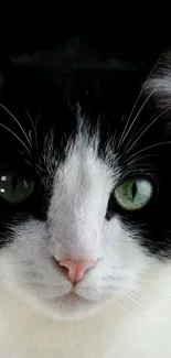 Close-up of a black and white cat with green eyes.