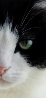 Close-up of a black and white cat with green eyes.