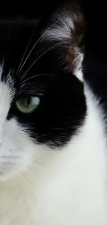 Close-up of a black and white cat with green eyes.