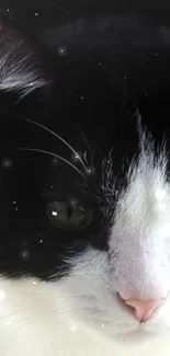 Close-up of black and white cat with starry background.