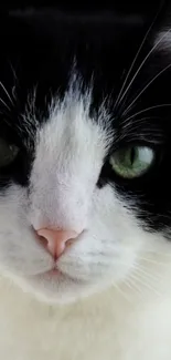 Black and white cat with green eyes staring forward.