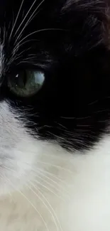 Close-up of a black and white cat eye.