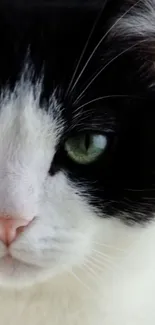 Close-up of a black and white cat with green eyes, perfect for phone wallpaper.