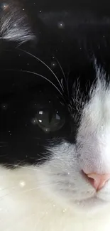 Close-up of black and white cat with starry background.