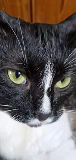 Black and white cat with vivid green eyes on a wooden background wallpaper.