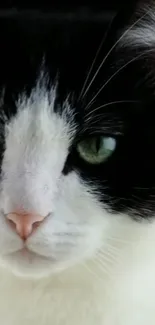 Close-up of a black and white cat with striking green eyes.