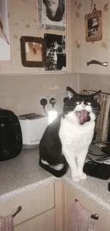 Black and white cat yawning on kitchen counter, surrounded by decor.