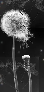 Black and white dandelion seeds on a dark background wallpaper.