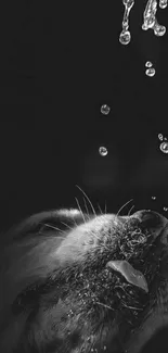 Black and white dog with water drops above its head.