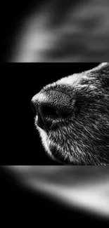 Monochrome close-up of a dog's nose with surrounding fur in focus.