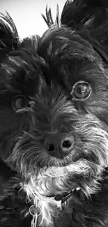 Black and white close-up of a dog's face on a mobile wallpaper.