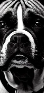 Black and white boxer dog portrait wallpaper for mobile phone.