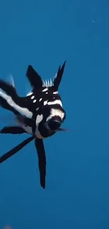 Black and white fish swimming in blue water for wallpaper.